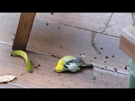 死鳥處理|死鳥清除